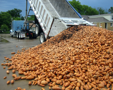 Sweet potatoes unloaded from a truck